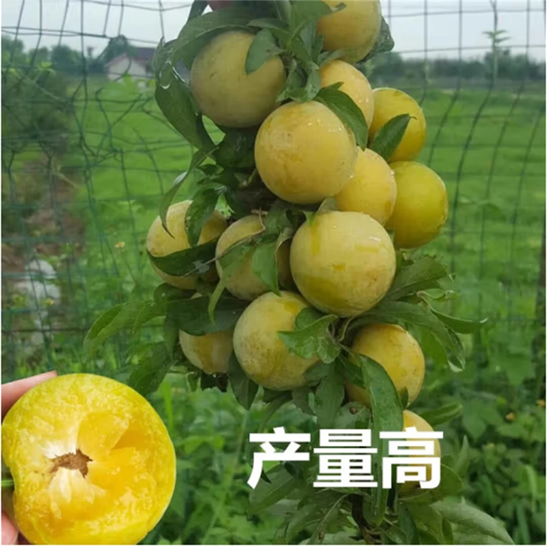 蜂糖李子树苗嫁接特大贵州六马三华新品种脱骨李子南北方阳台盆栽