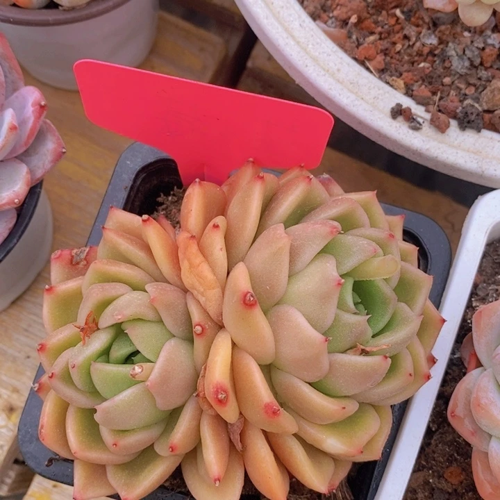 多肉植物，开心多肉