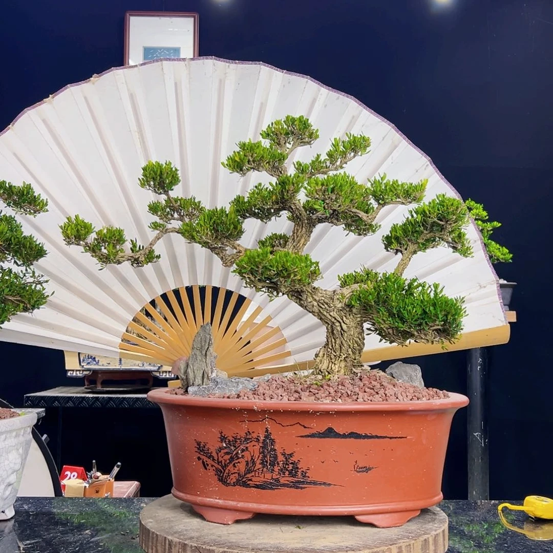 无花朵皱皮黄杨老桩