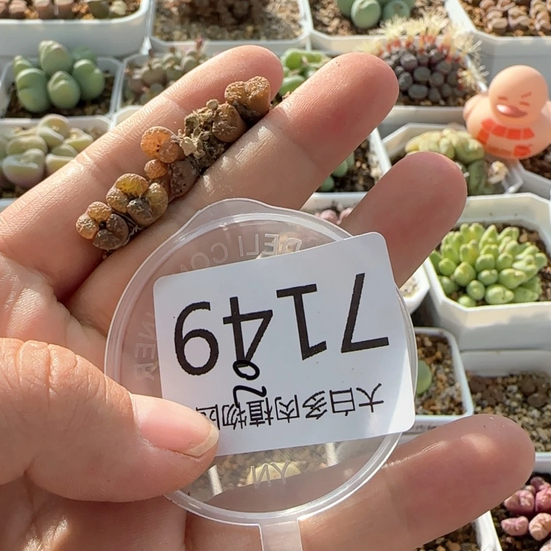 T***X7149 大白多肉植物园