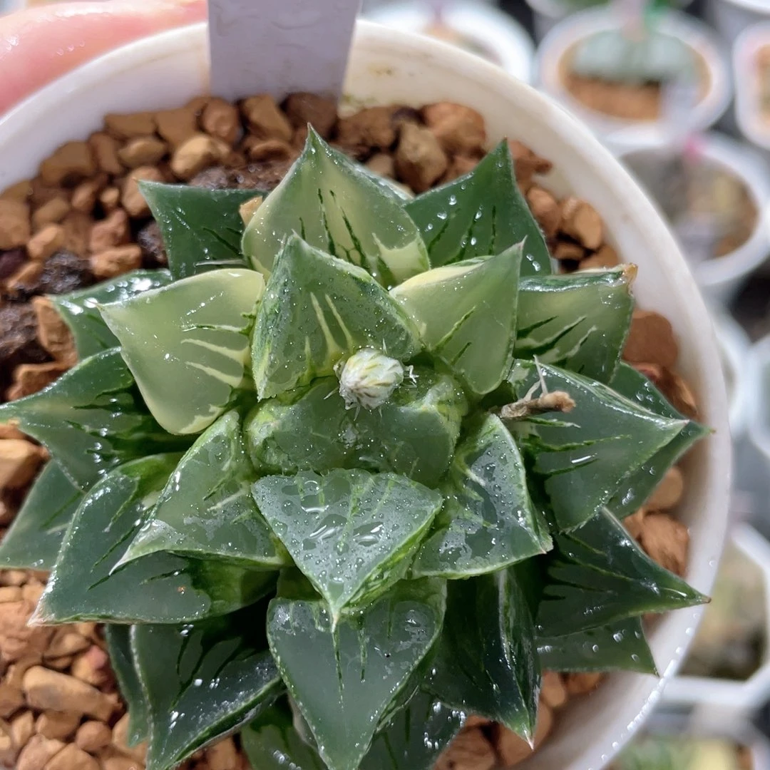 166莫迪卡锦。         