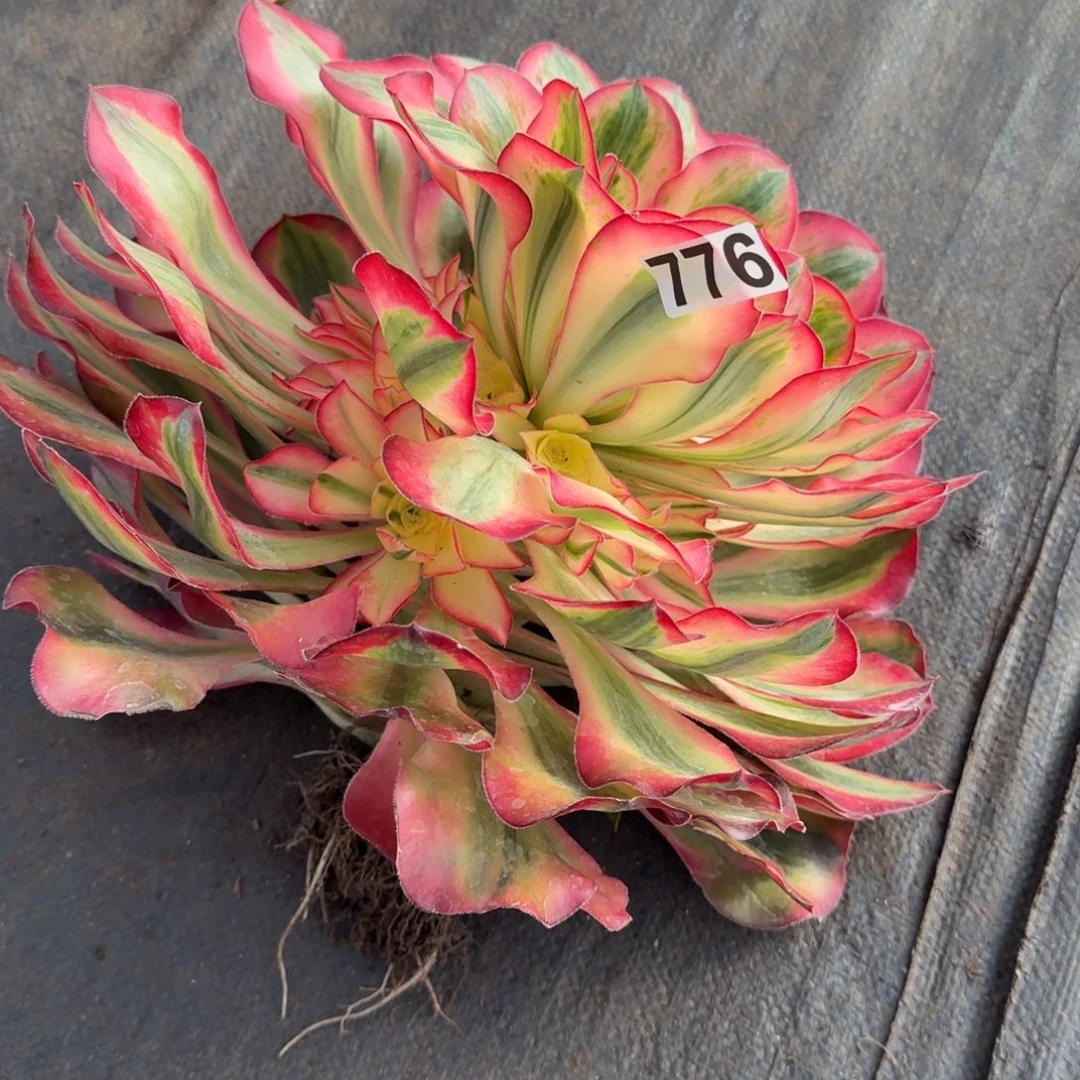 阿***慧776多肉植物爱丽丝杆弯