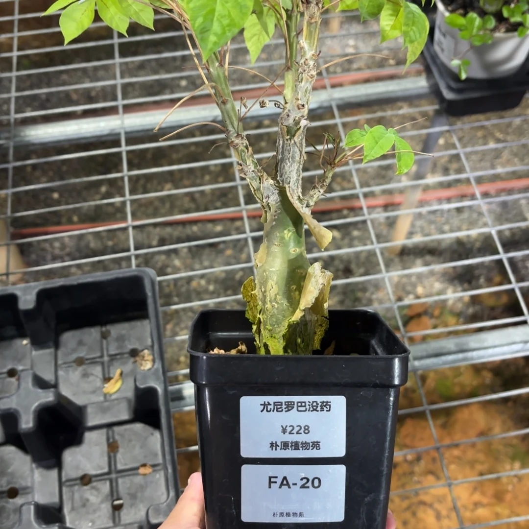 尤尼罗巴没药FA-20
