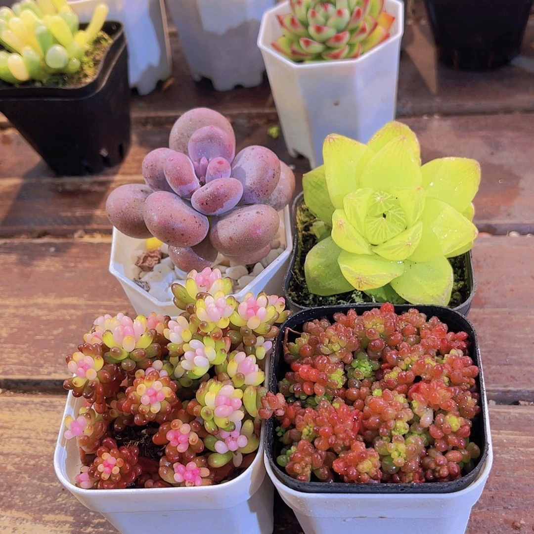 胖美人➕黄雨露➕七彩龙珠➕红浆果