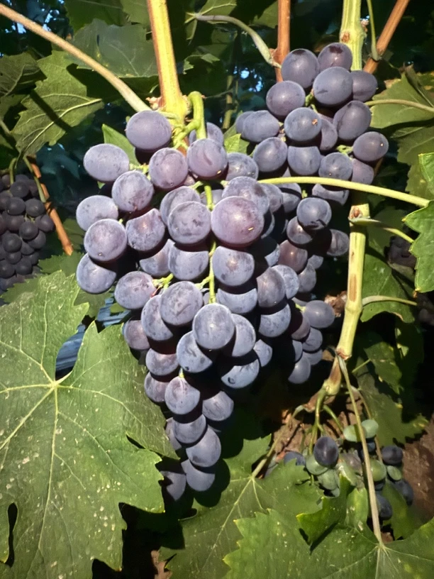 玫瑰香葡萄.顺丰包邮.经典现摘现发