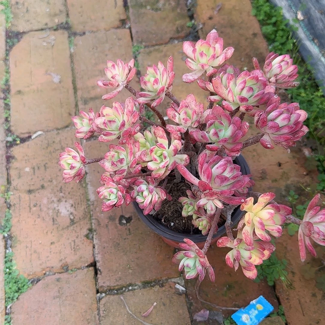 ?*络叮当锦老桩多肉