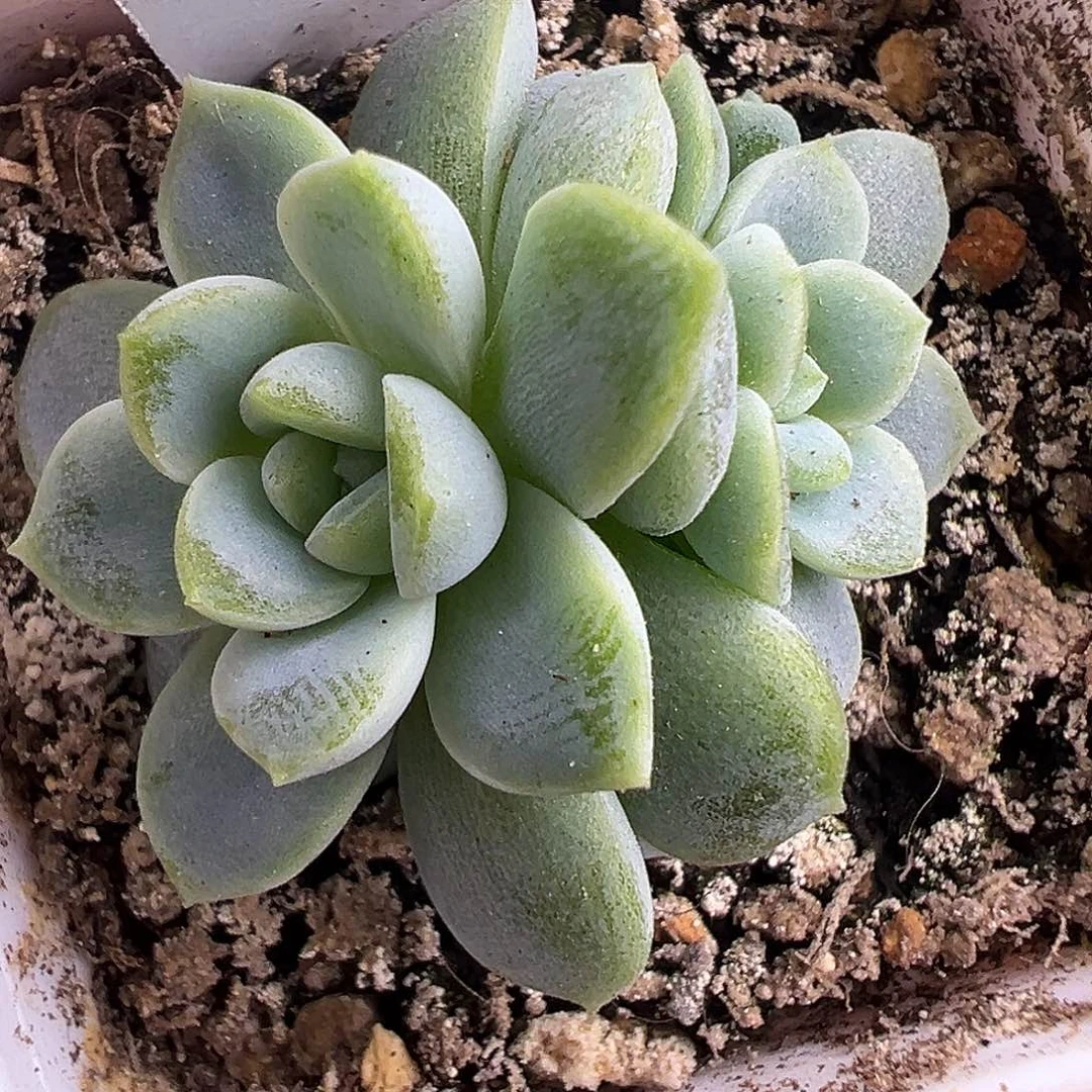三头157甜心。