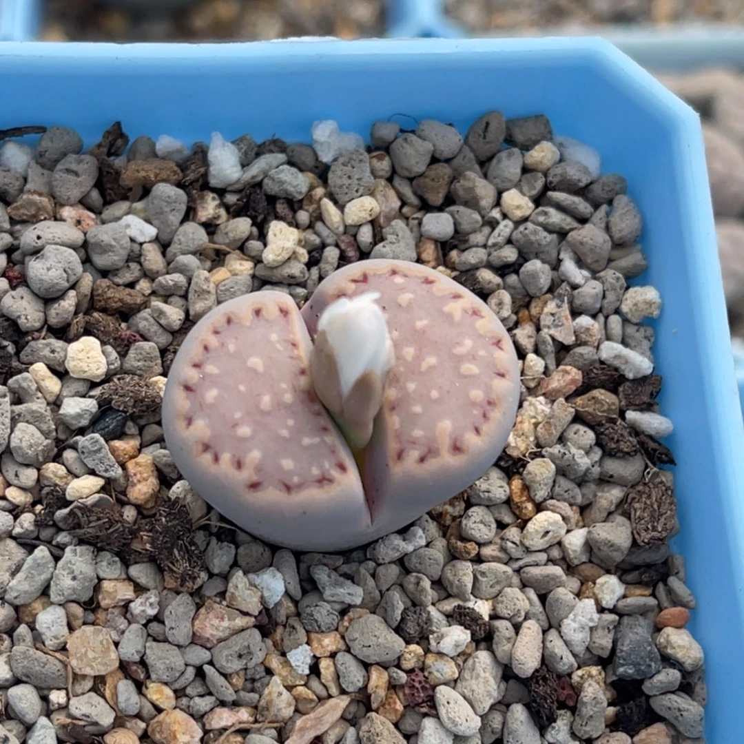9000开花粉饼干一颗。