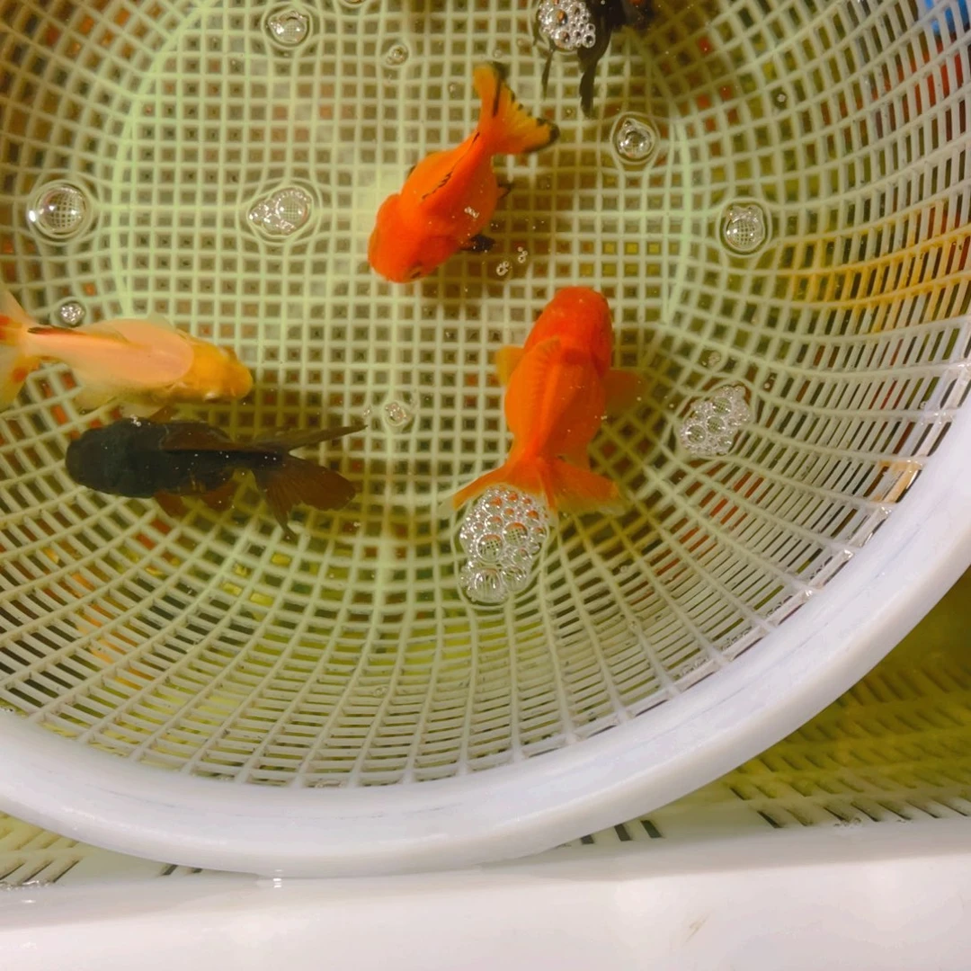 海水鱼花泰狮金鱼42