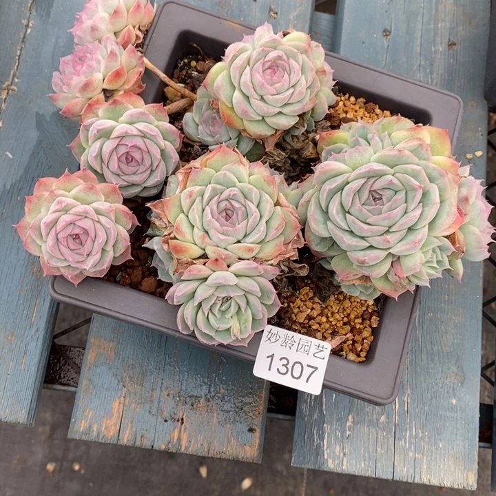 林***D1307不包整散掉头不售后～18厘米