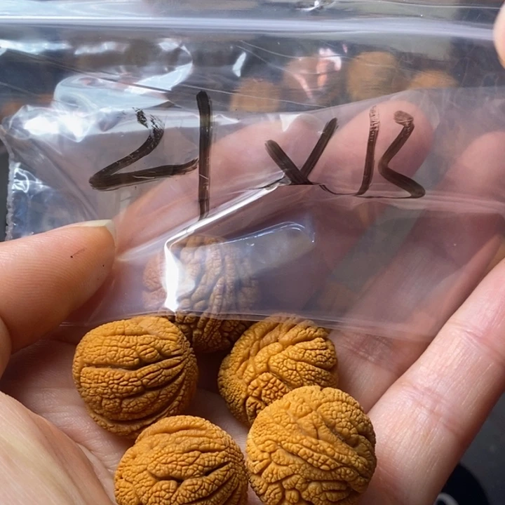 文玩核桃手串秦岭野生龙纹桃核21