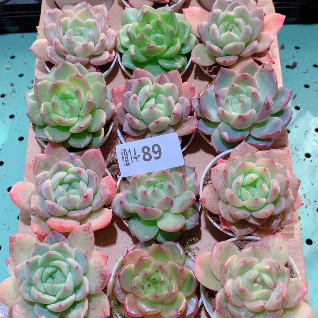 14-89一物一拍多肉带盆18颗