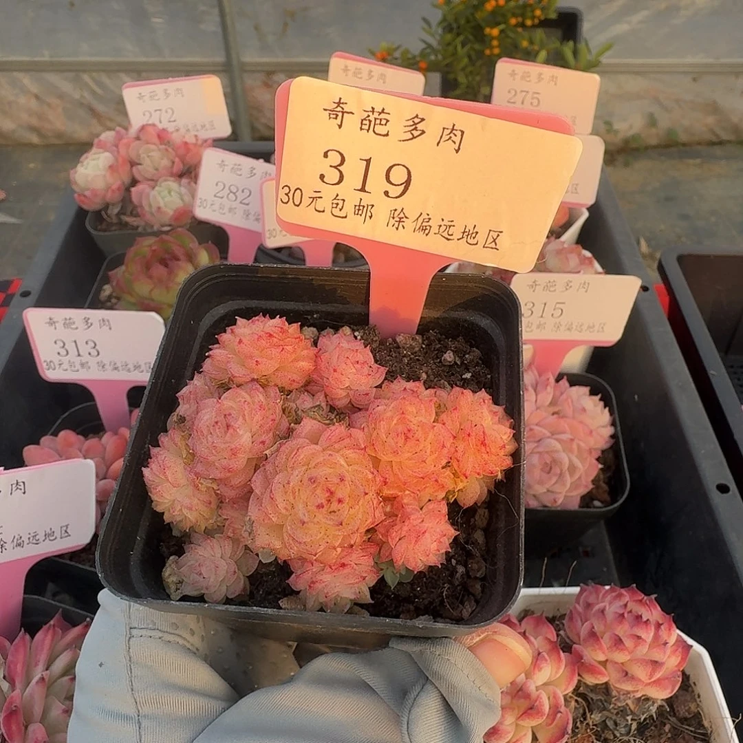 319 脱土 群生不包整 30元包邮非偏远