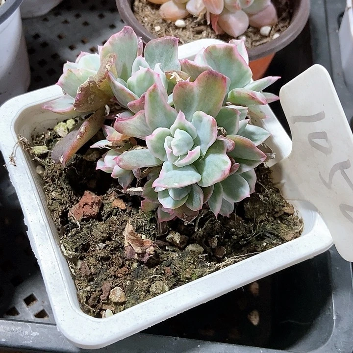 黛**歌多肉植物伯克利锦1050