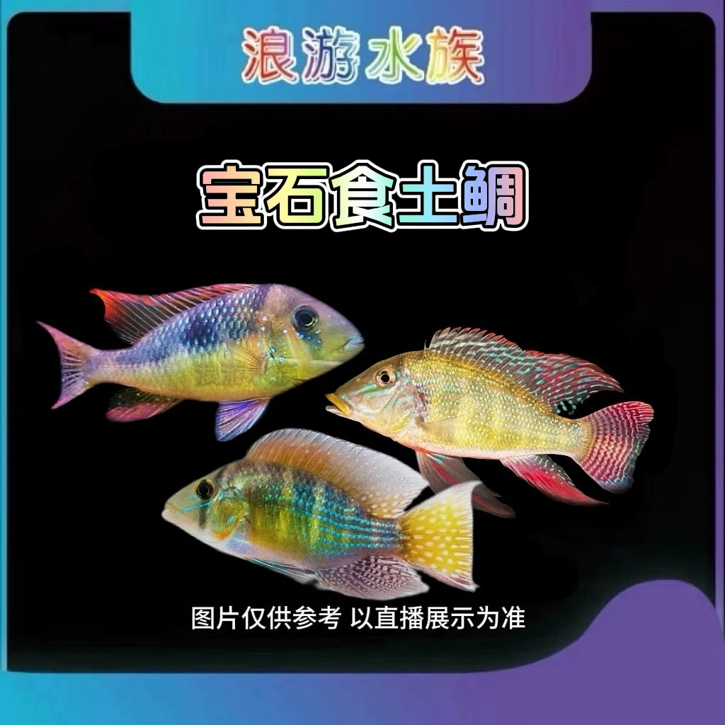 申古宝石 蓝唇宝石 潘塔宝石 紫艳七彩宝石 食土鲷热带鱼