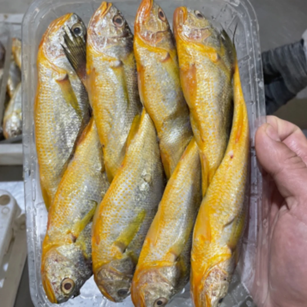 吕四本港细鳞野生小黄鱼  4斤装