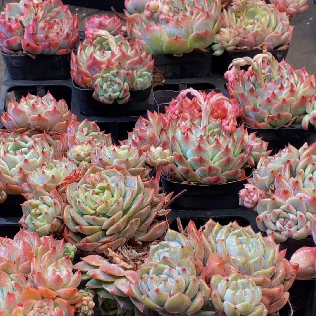 无*394多肉植物保护研究所所长助理