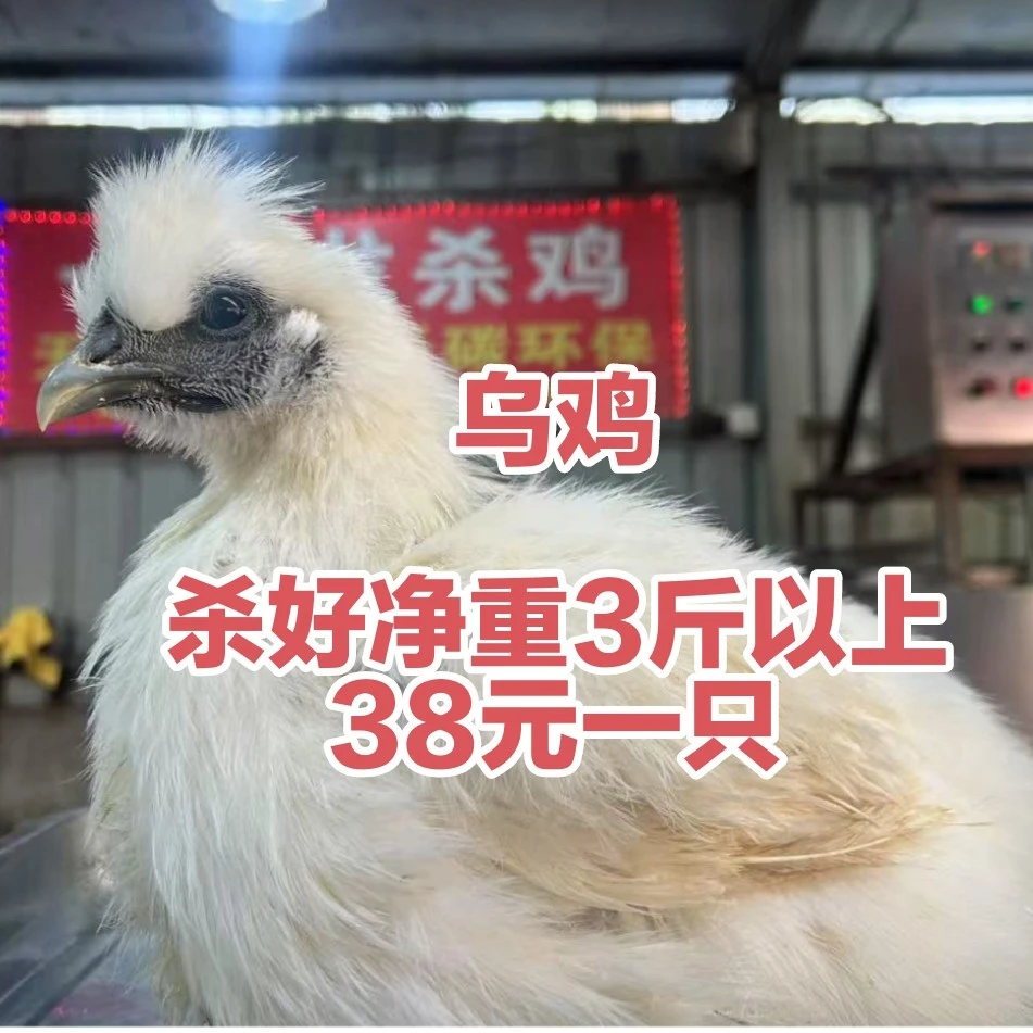 （乌鸡）杀好净重3斤以上，38元一只