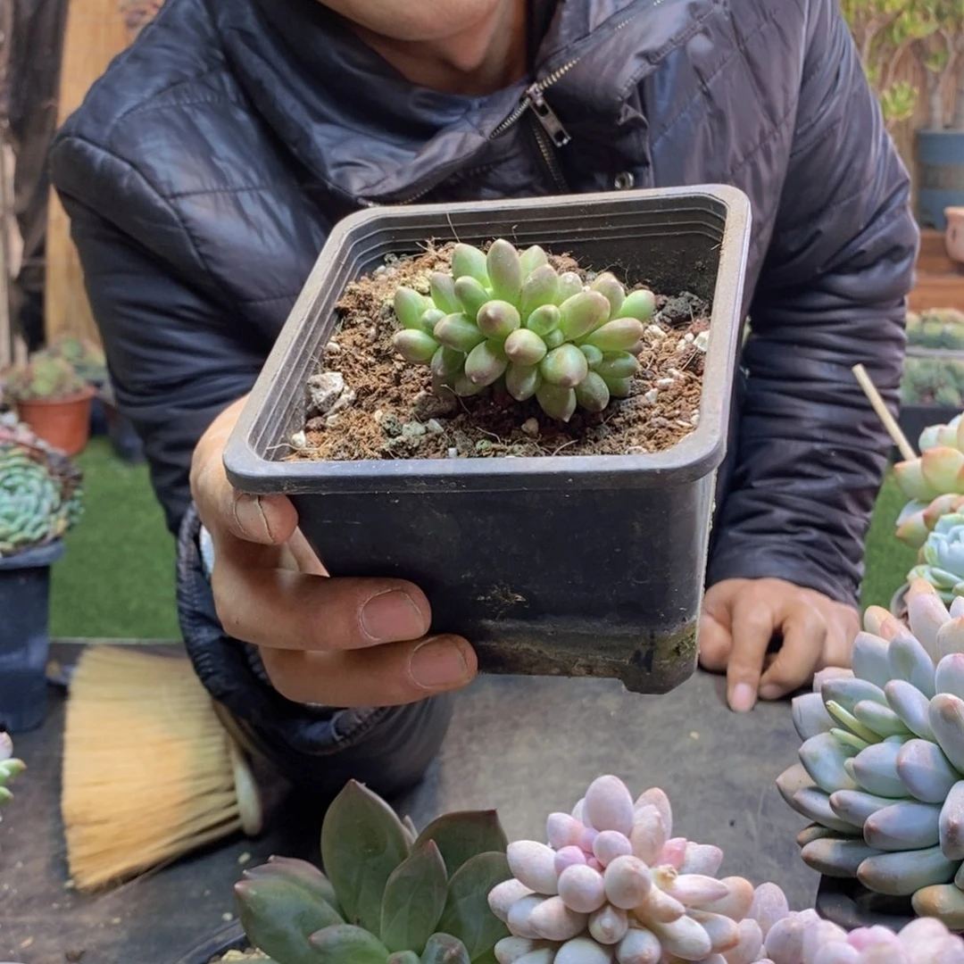 晨*弟130号千代田0