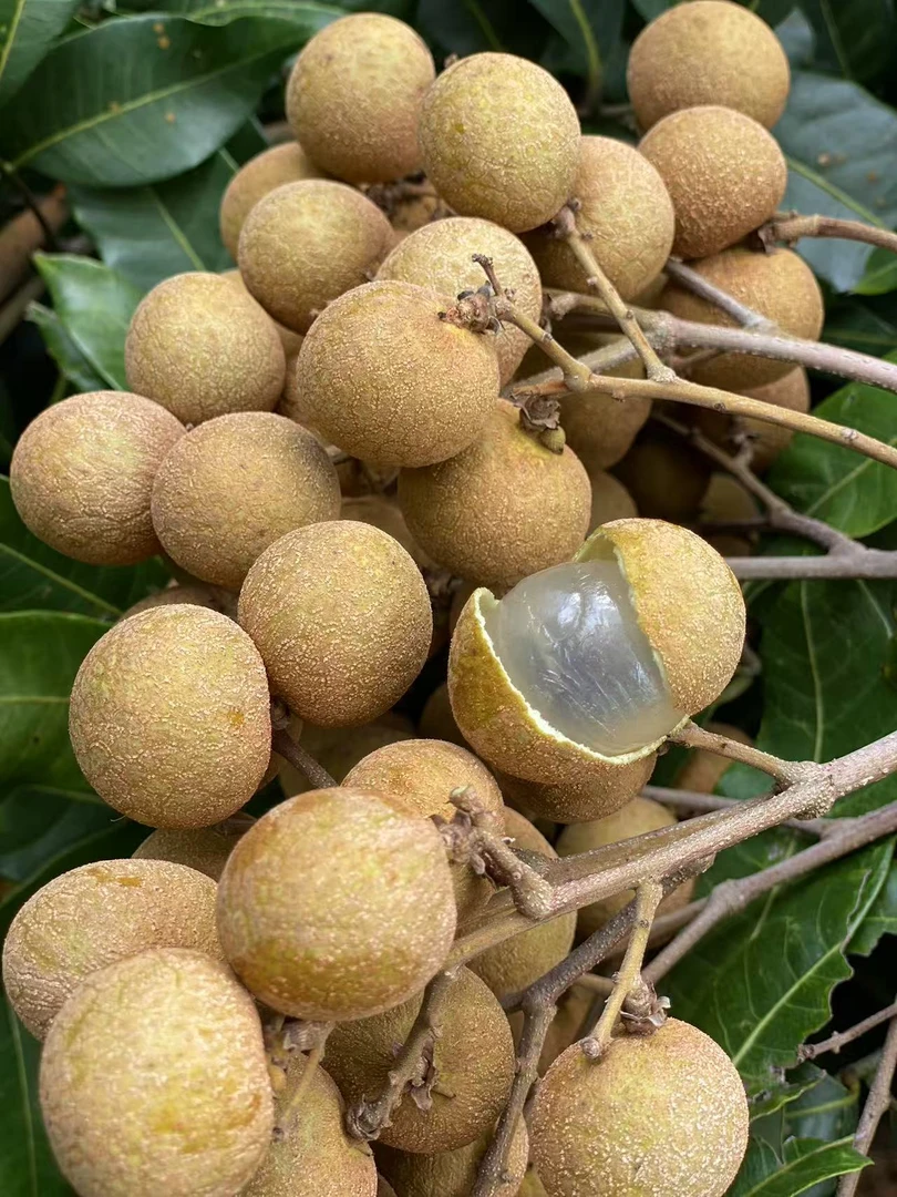 省内！茂名自家储良荔枝龙眼现摘现发