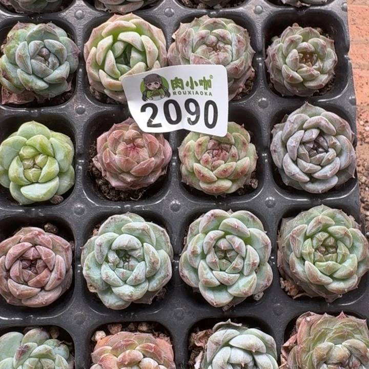 ꧔****无花朵多肉植物多肉植物