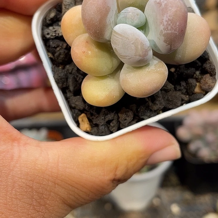 015号橙雪球锦基因的苗苗