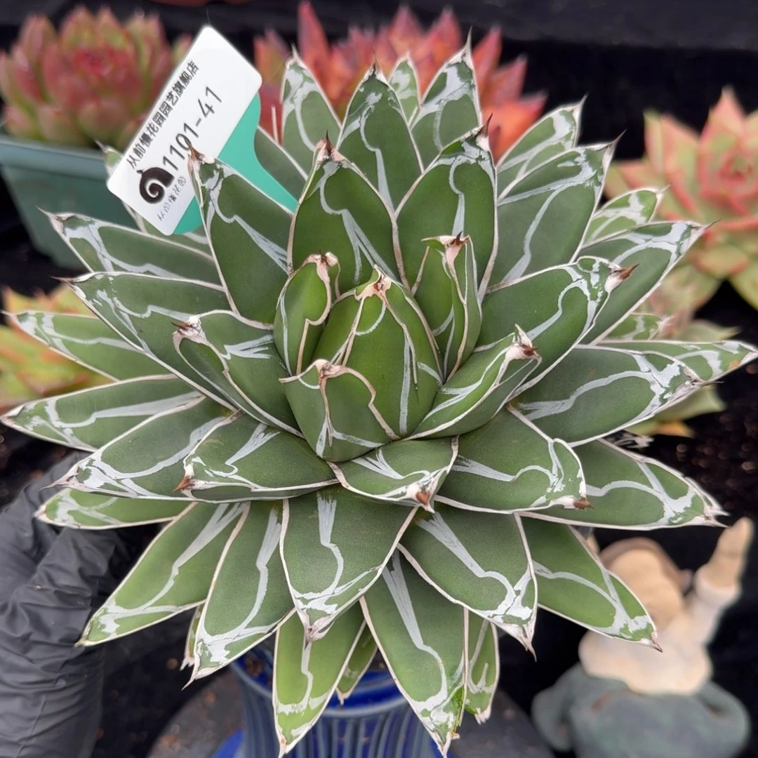 从前慢多肉精选编号1101.41