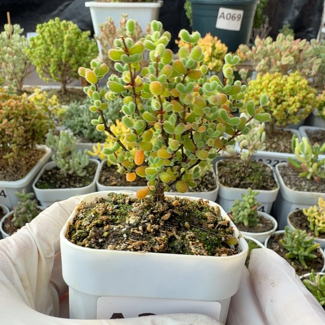 A262翡翠枝干一物一拍