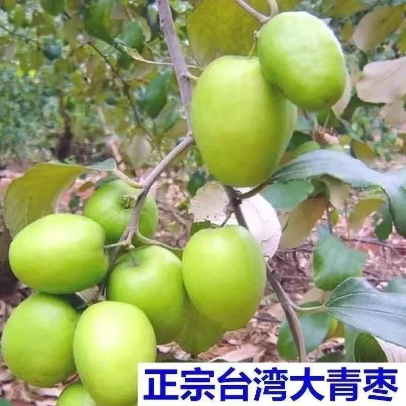 台湾大青枣苗嫁接枣树苗特大号青果树苗牛奶枣大青枣脆甜庭院盆栽