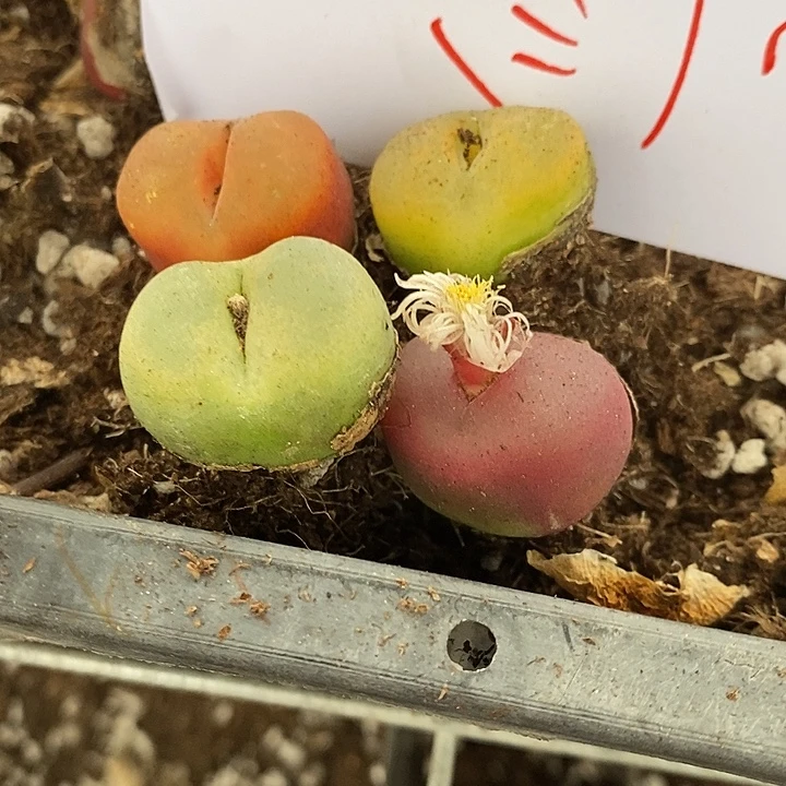 猫***猫6114四颗彩色。