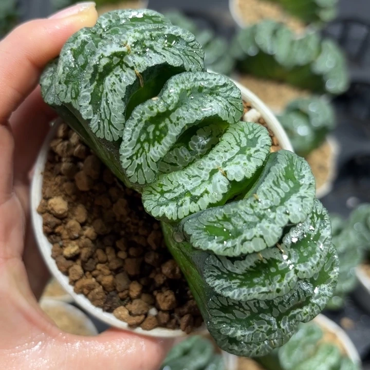 母本大玄武玉扇多肉植物