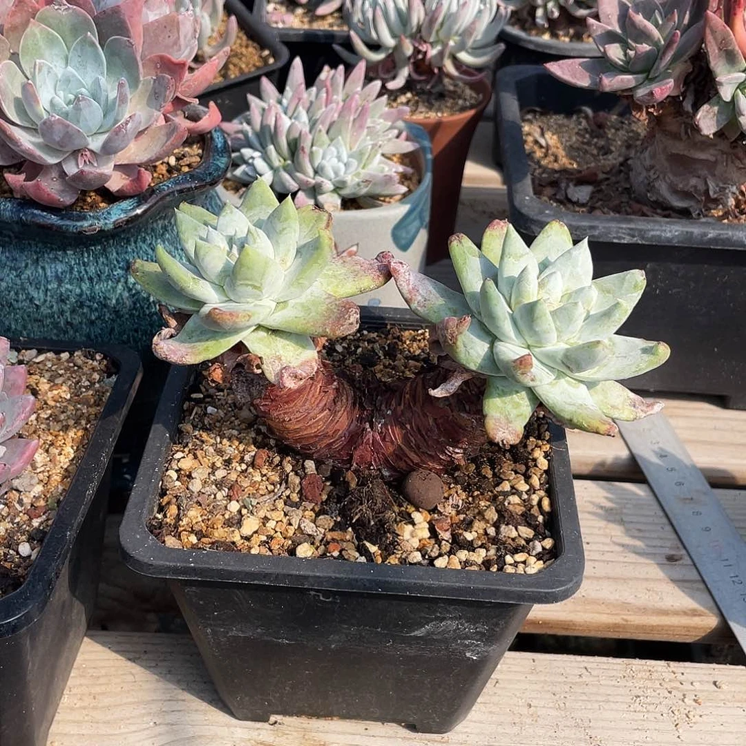 晨溪园艺仙女杯呀