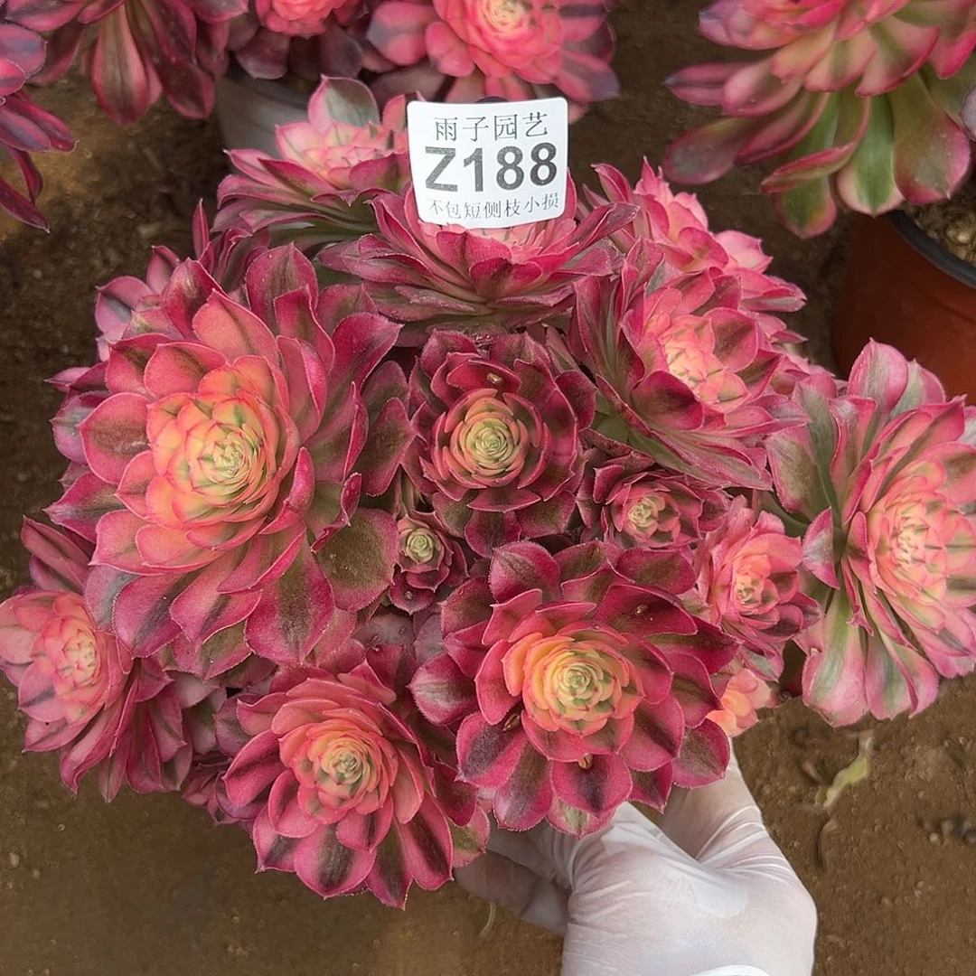 188倾城尺寸23左右特价追光