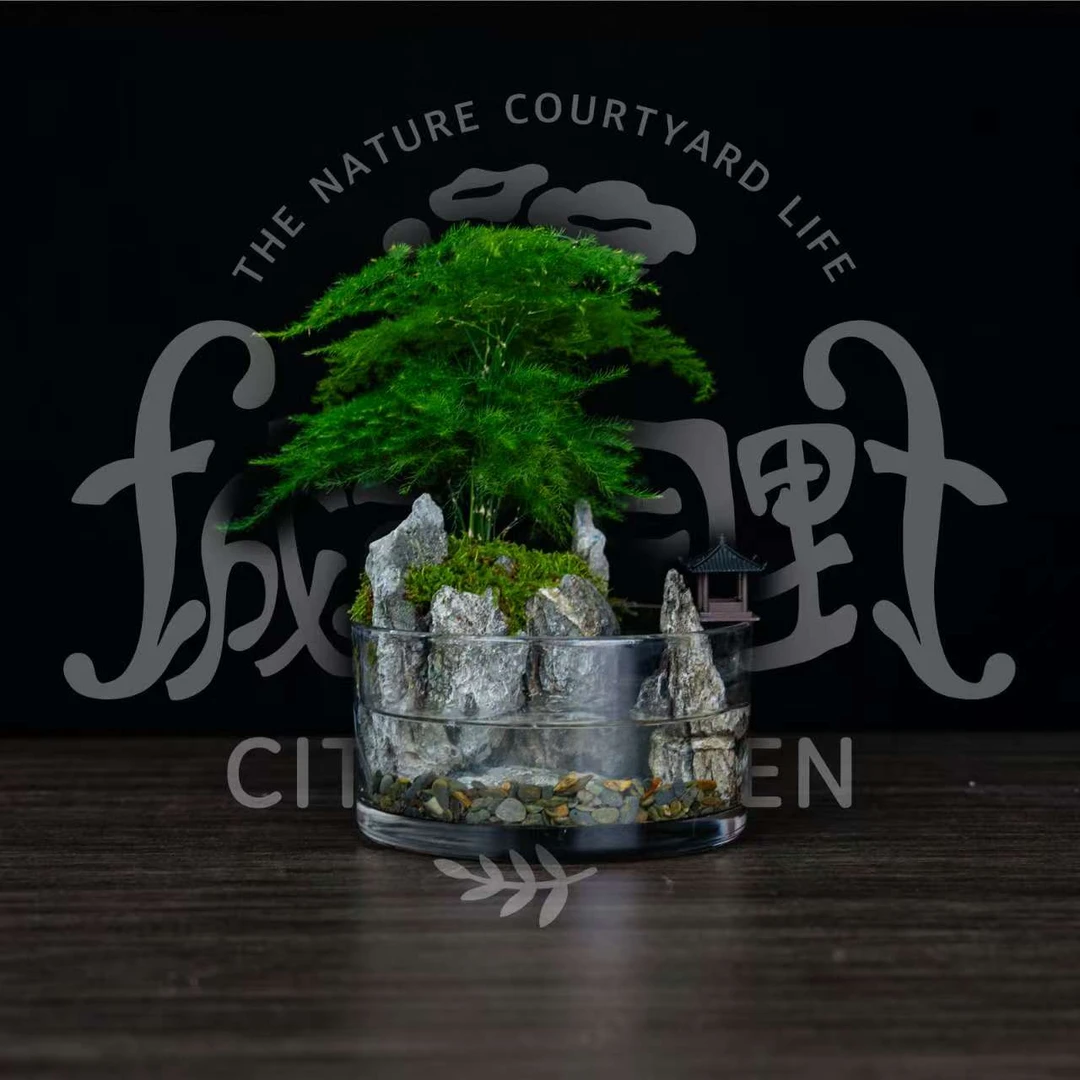 【一鹿高升】新品-唐山文竹创意微景观桌面景观绿植成品-缸体15*8