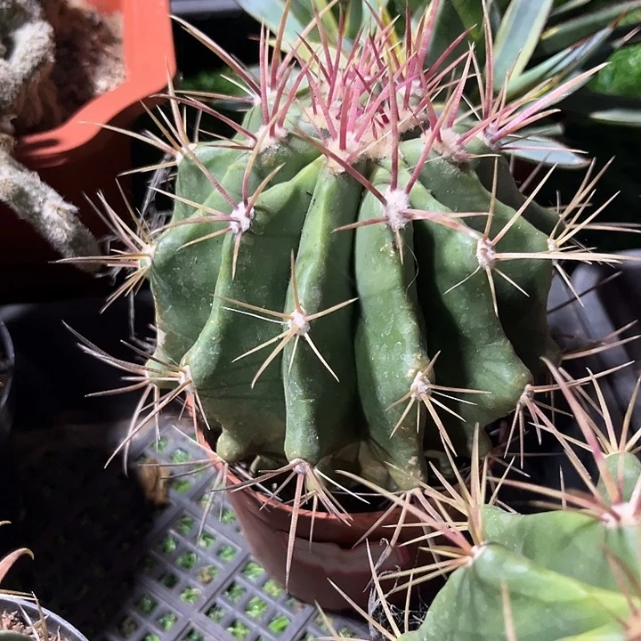 单头红虎zzzzzzzzzz