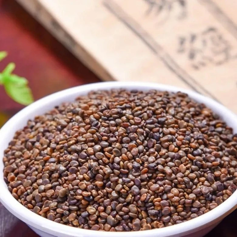 沙苑子茶 道地产区 非遗盐炒