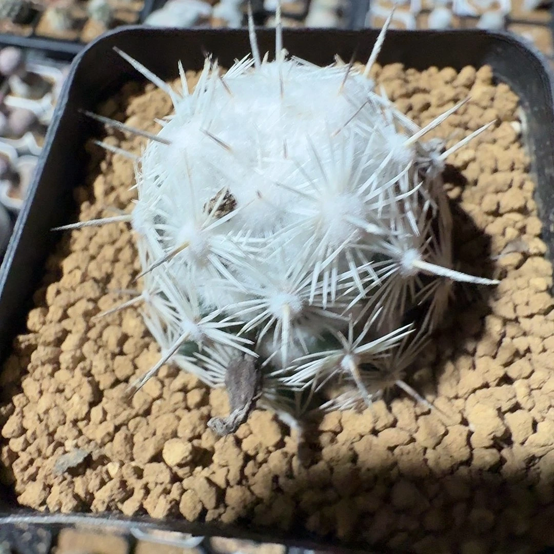 侧芽都锦脱土发货