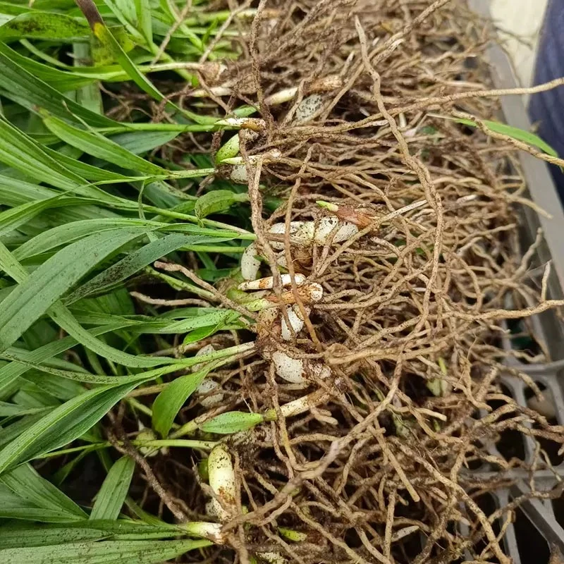 10株白芨种苗紫花三叉大白芨苗新鲜白及种植苗白芨带芽叶现挖