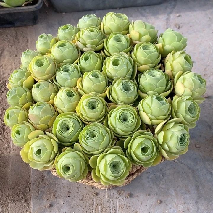 包包水蜜桃玫瑰2厘米左右25个