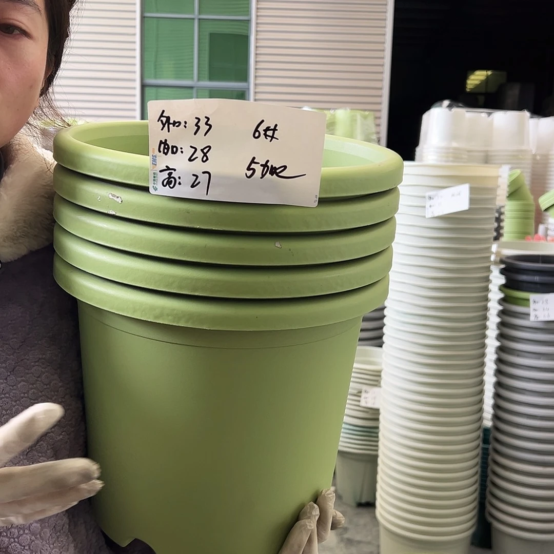 四季盆6#果绿5个无托