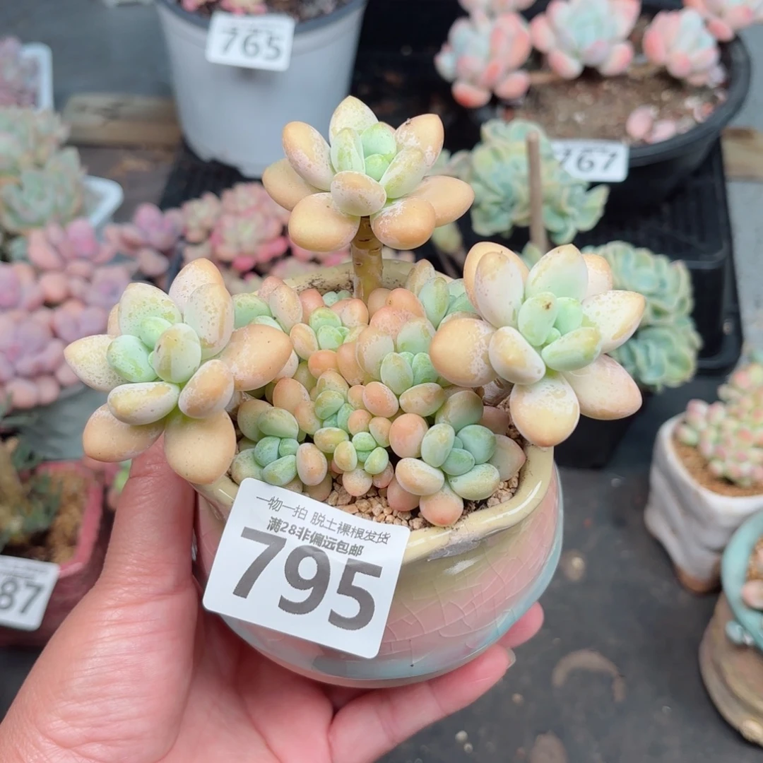 珍妮手指老桩无盆土发货