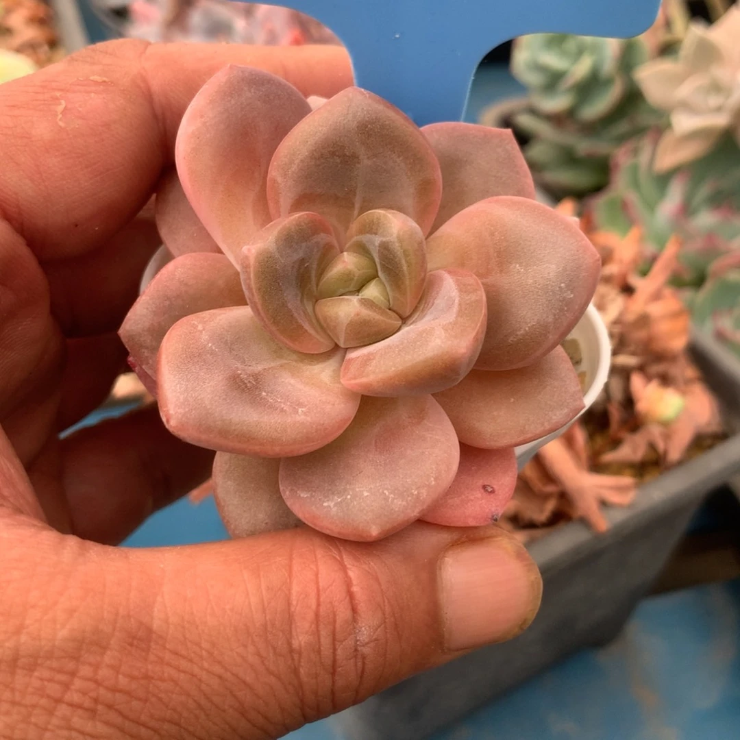 镇****室350620-02奶芙