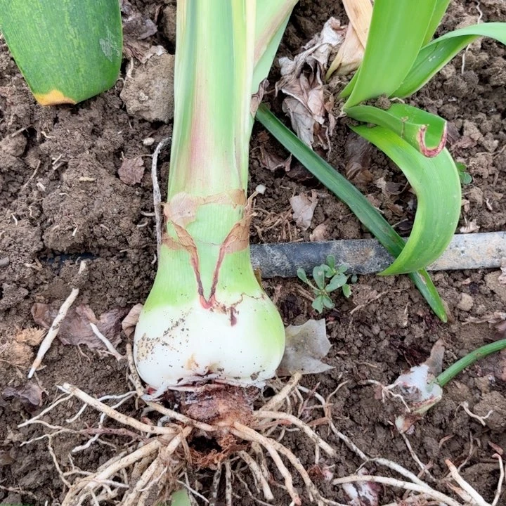 无花朵淡****?神奇包对版2024