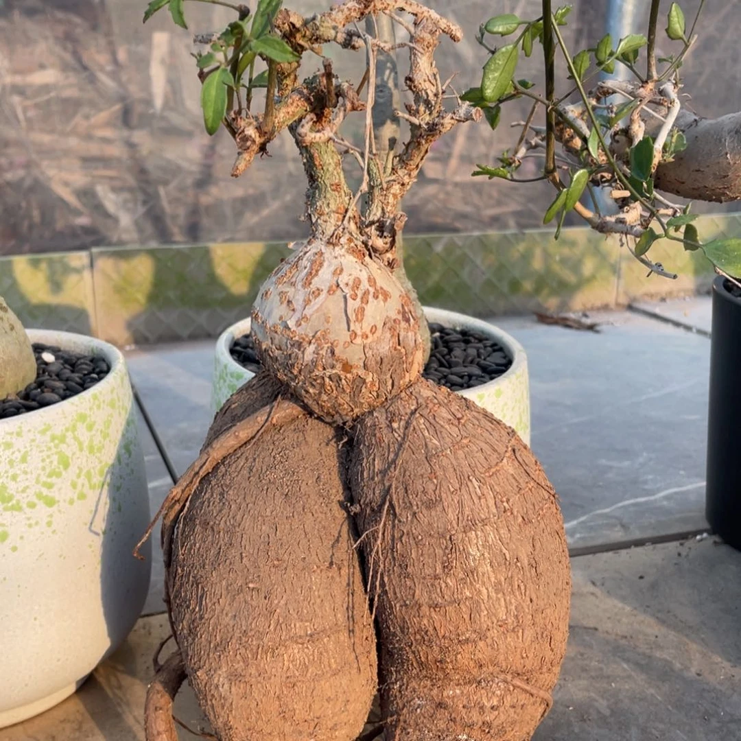 实生，象足葡萄翁，14.5公分