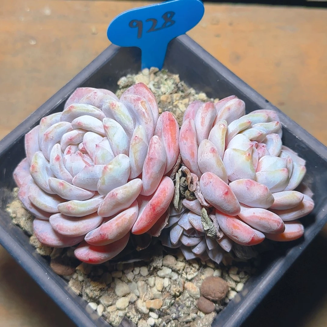 双头橙梦露928号一物一拍