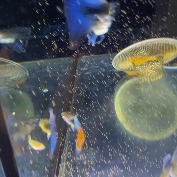 孔雀鱼蓝礼服绣球四公俩母