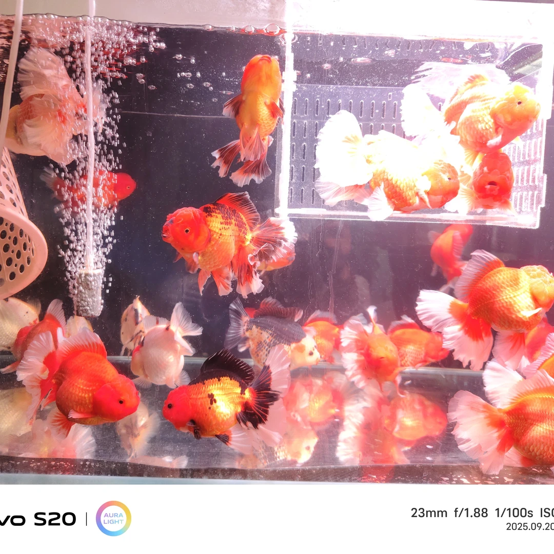 国粹大头泰狮冷水观赏鱼12- 17公分好养耐活