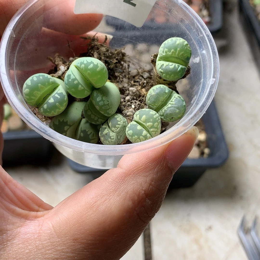 是****。H62多肉植物保护