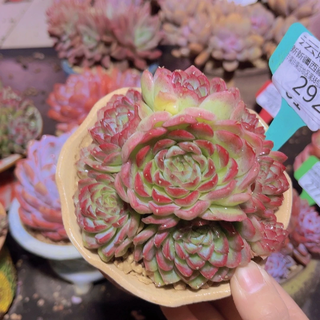 282夜莺多肉植物。