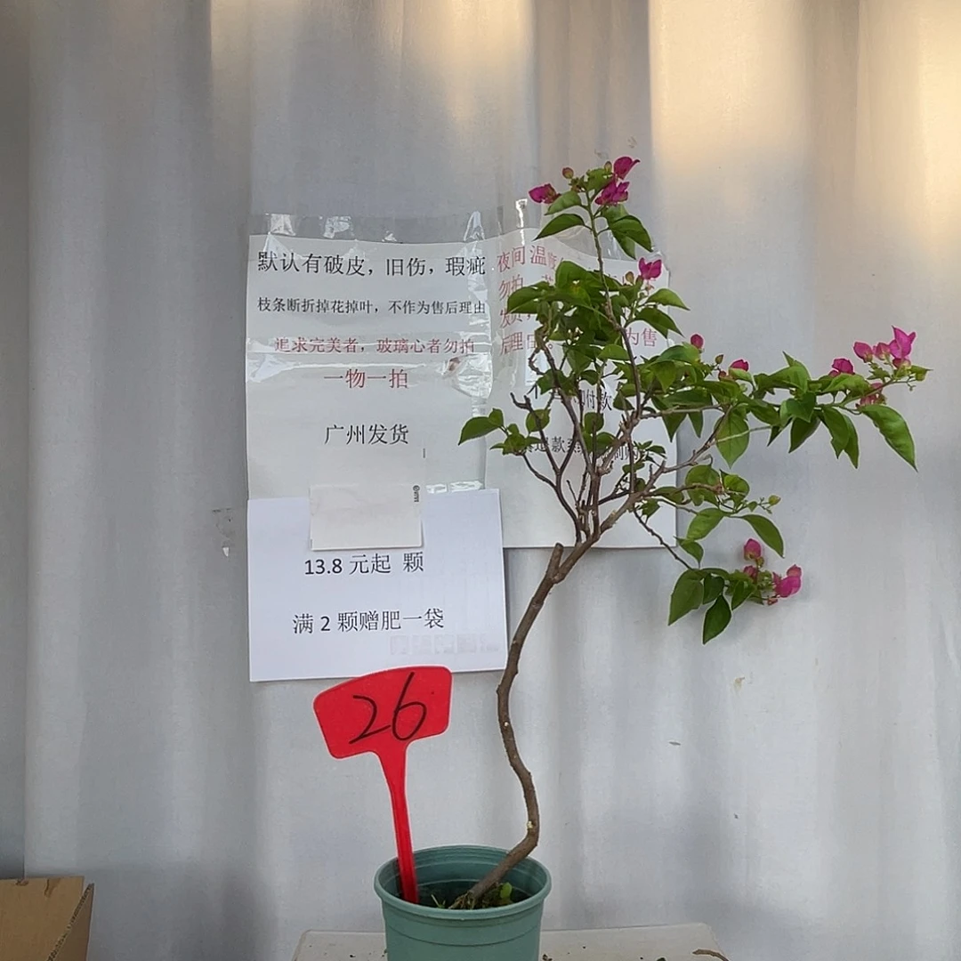 当前无花栽培后可以开花26绿叶宫粉